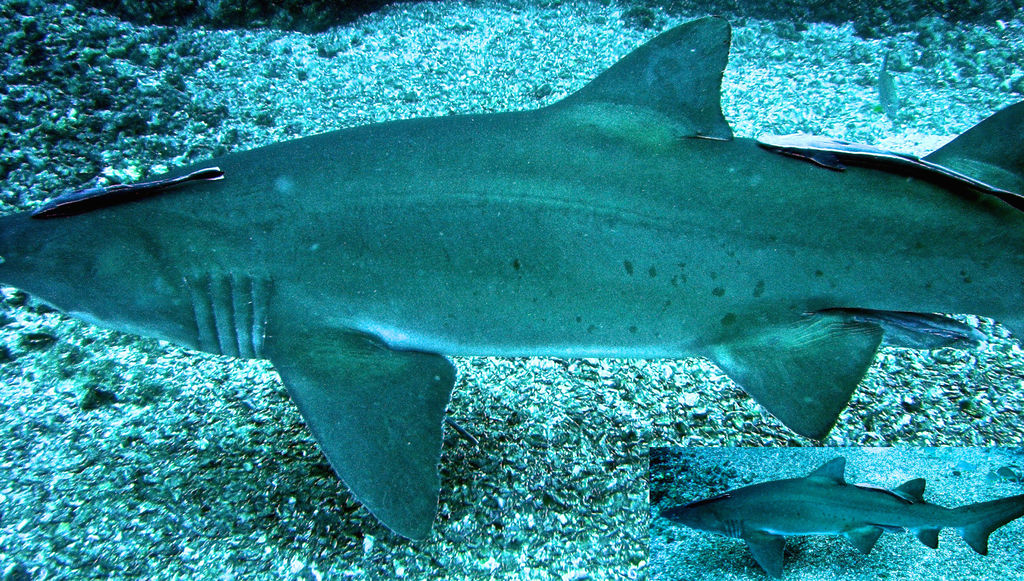 8501fb0d-d94e-48b6-9a7a-3f08e76c30ed