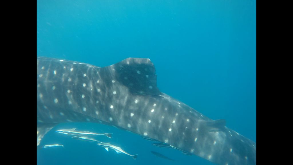 f41eeeab-5a94-4699-a243-598232943f1d