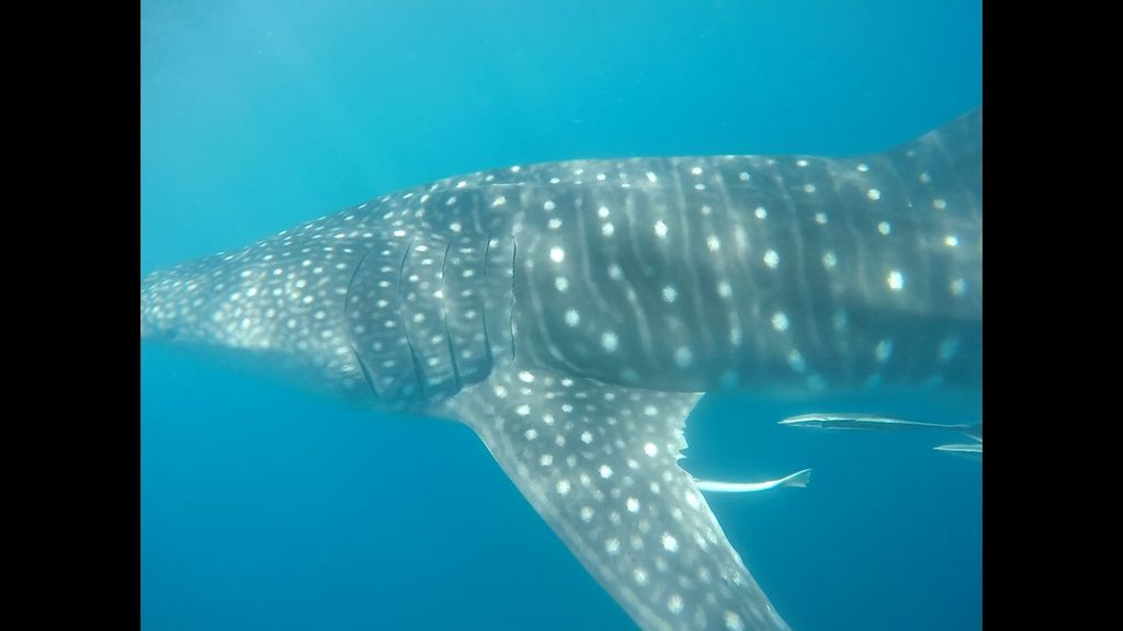 f41eeeab-5a94-4699-a243-598232943f1d