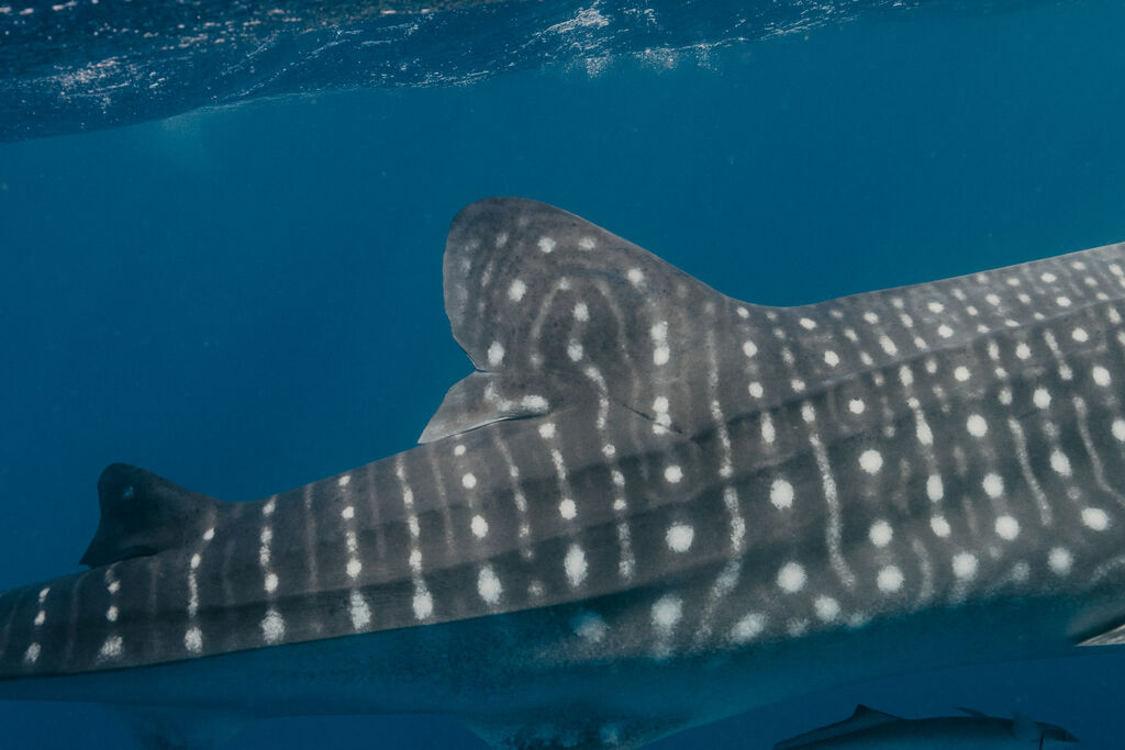 1a98dbf1-f18a-4340-b8ce-51a3e2163515