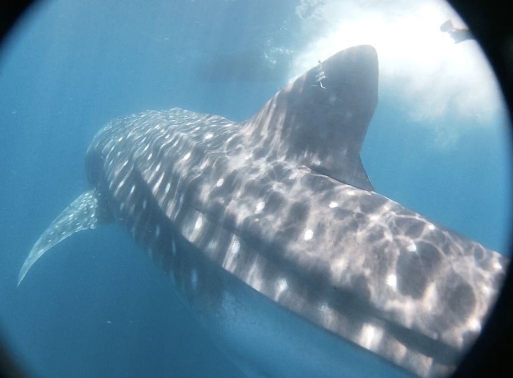 875f0a01-a6cc-4da4-9b62-a31816d09d6b