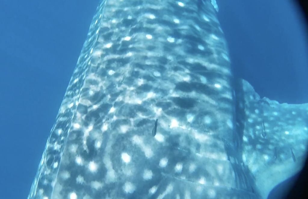 875f0a01-a6cc-4da4-9b62-a31816d09d6b