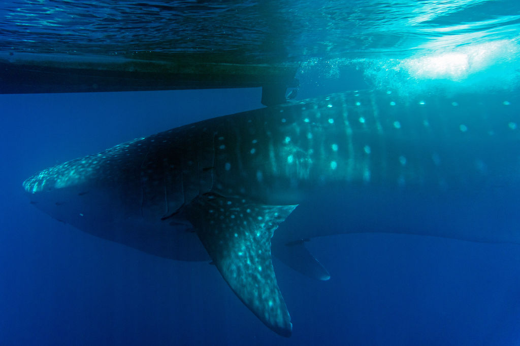 875f0a01-a6cc-4da4-9b62-a31816d09d6b