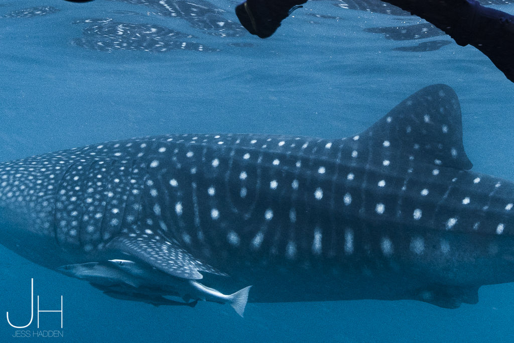 4717cde0-5c15-4bc9-af68-23d160a112dd