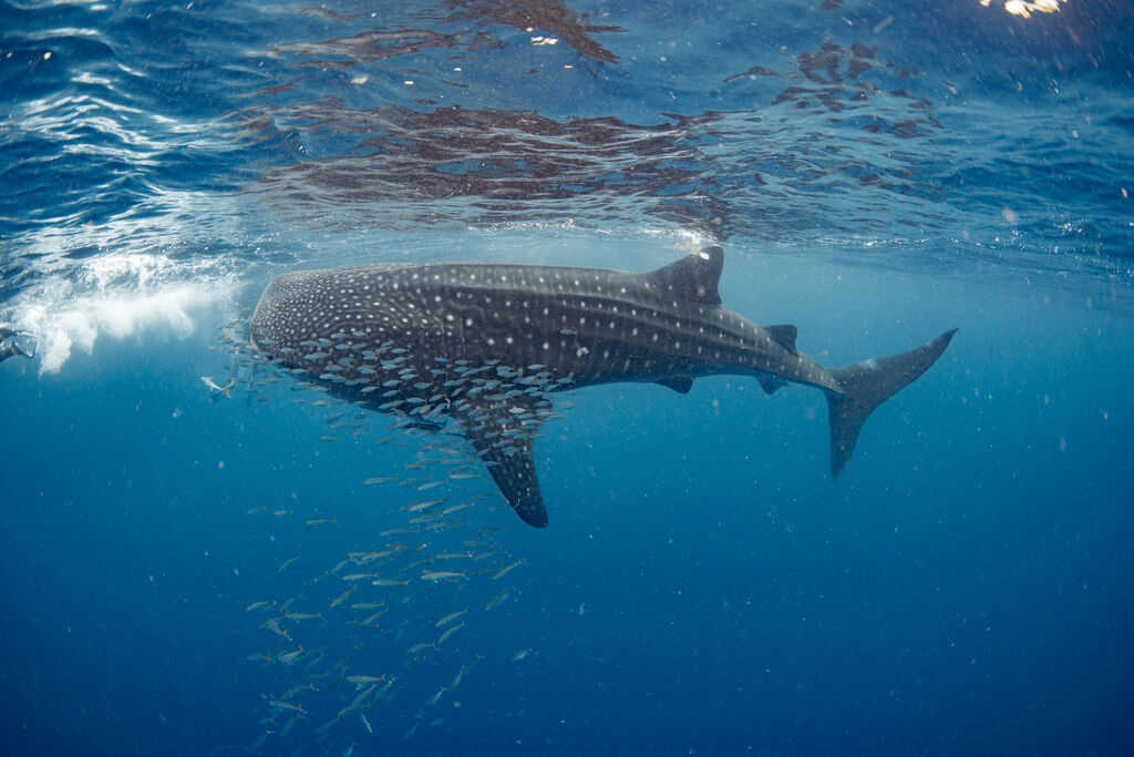 0431d82b-3f56-4811-aa8b-4d16cb775dcf