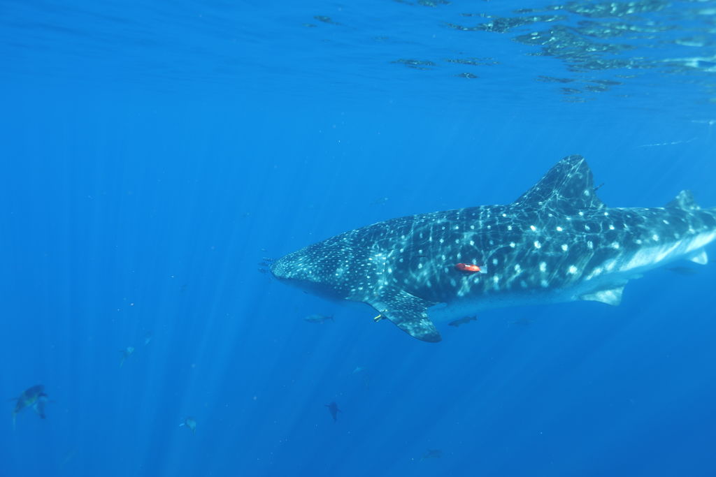 1048e98e-5d8b-4edc-9c22-ab2e8c568ea0