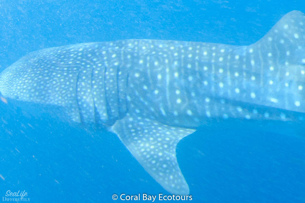 8cca526a-31f5-4d4c-aeaa-1c24ea53993d