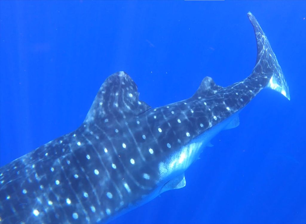 933f1c16-eb21-48fb-9c3a-f21519392487