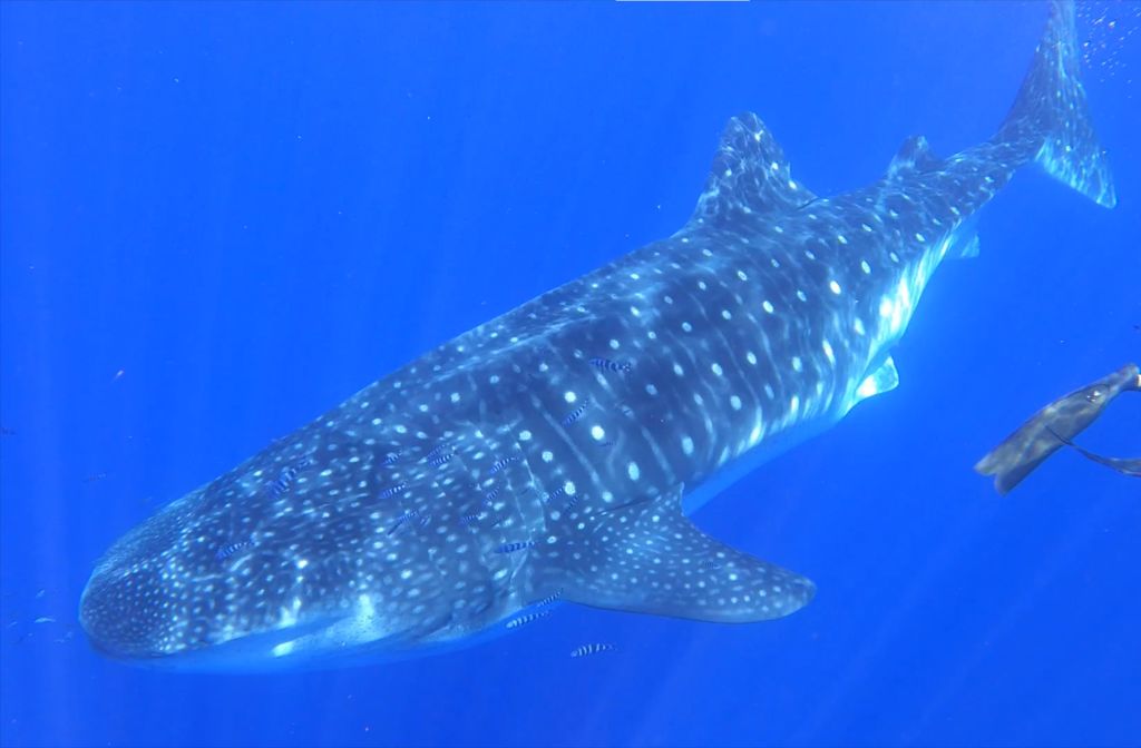 933f1c16-eb21-48fb-9c3a-f21519392487