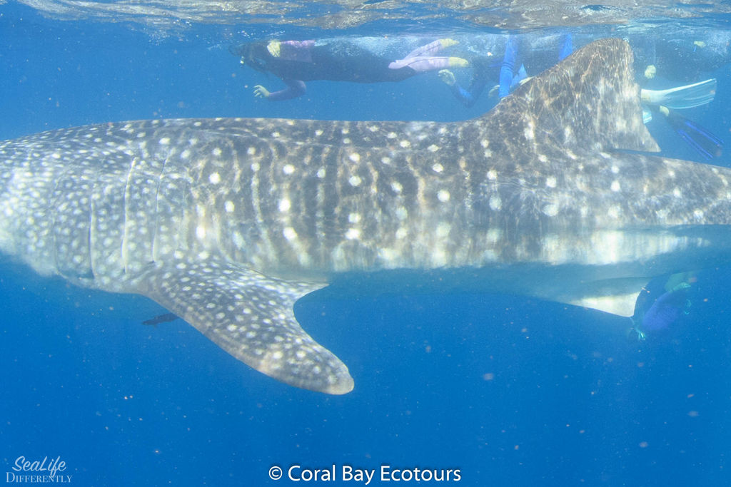 54977bdc-da31-4255-a46e-3c44214617a4