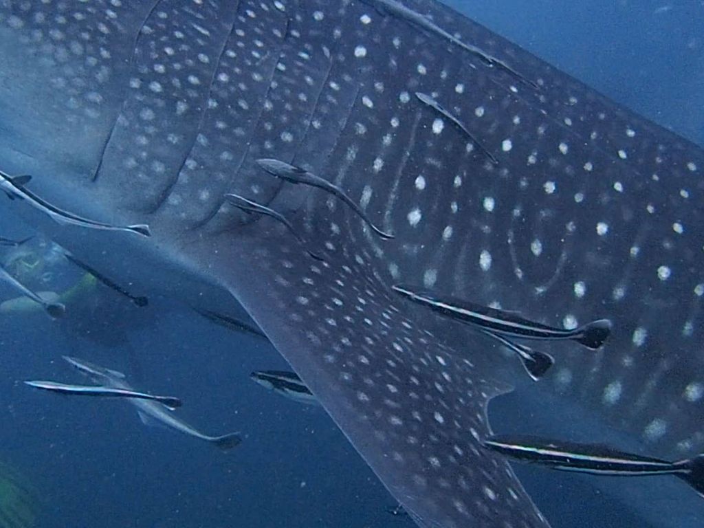 6fbf16fc-8930-4527-98b4-a080f0dc083b