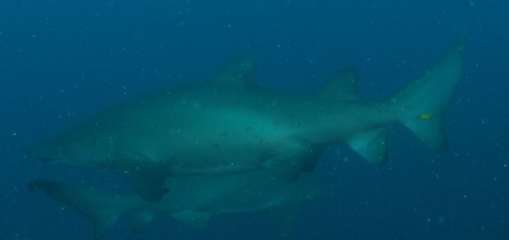 23f22487-4791-4dd0-8946-2062cd22846c