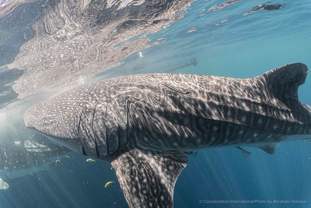 2da811ed-b9c2-4839-835f-0b95f7a022af