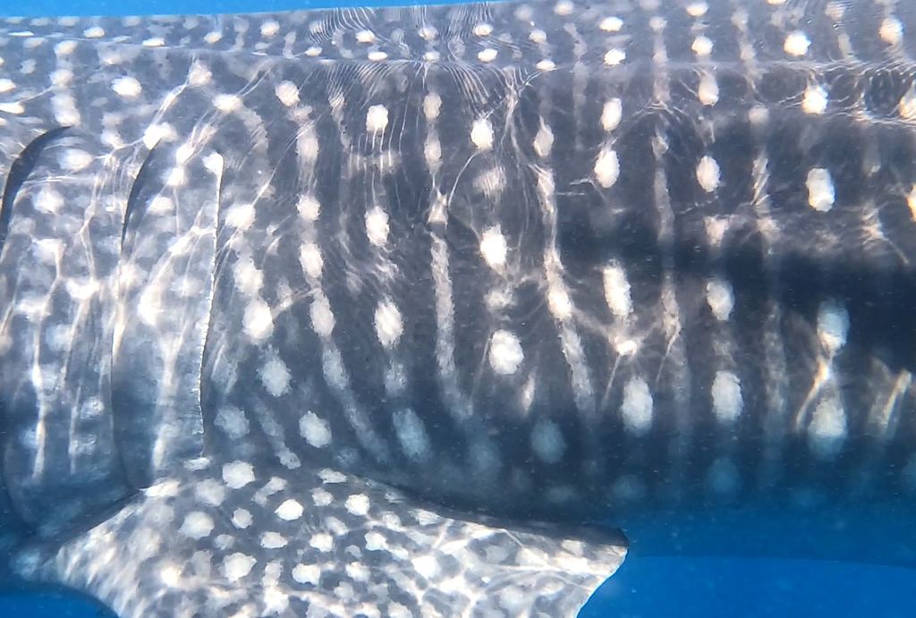 a79b8547-3aa5-4835-82b1-091026798141