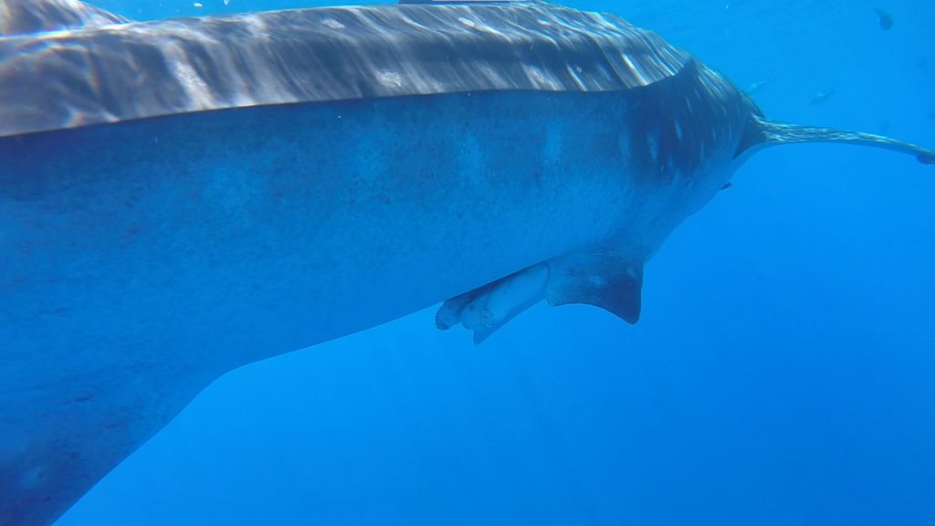 30ba304c-3c94-4a5b-a0c8-86aeafdf51a6