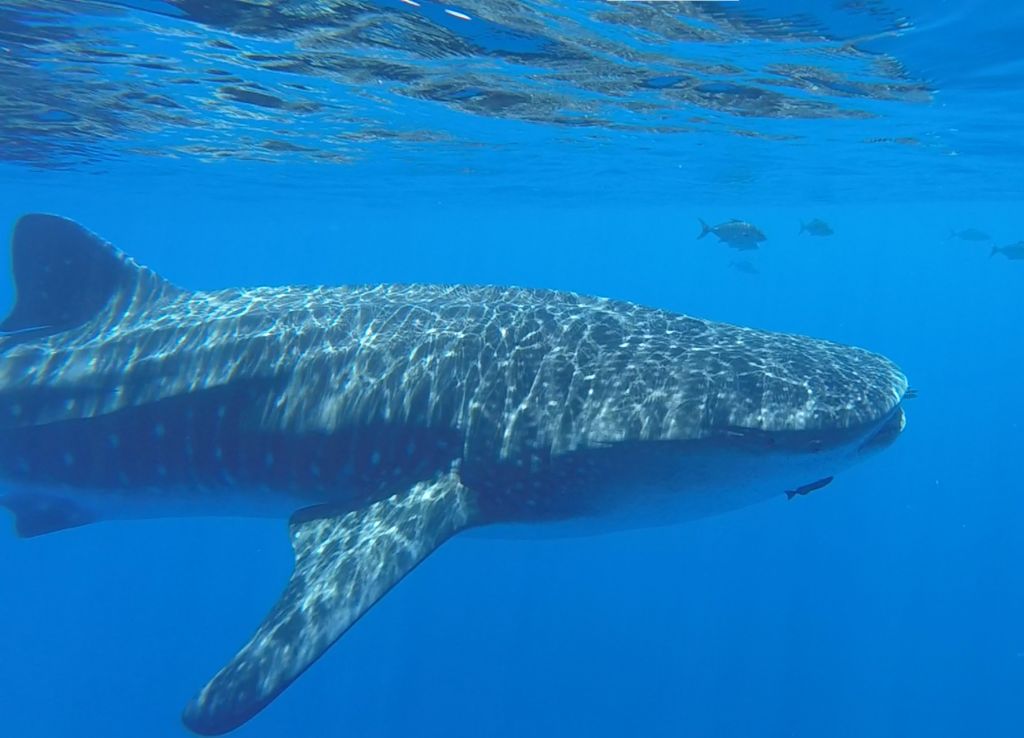 30ba304c-3c94-4a5b-a0c8-86aeafdf51a6