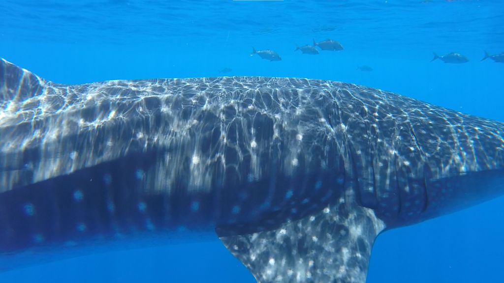 30ba304c-3c94-4a5b-a0c8-86aeafdf51a6