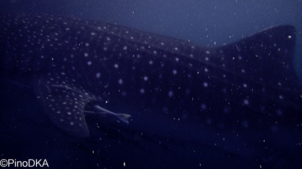 db399e74-bbc7-4f2e-8612-4409d54de7c8