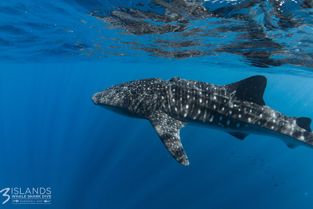 373ba1f3-4cb8-429b-bef4-788937fcdc91