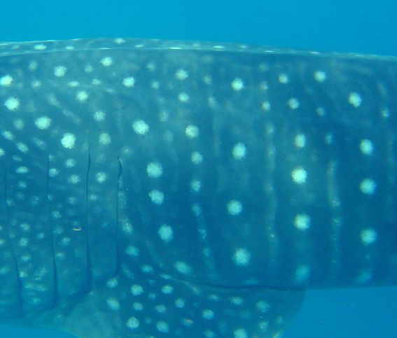 67aca47c-bf83-4634-af67-db4719592552