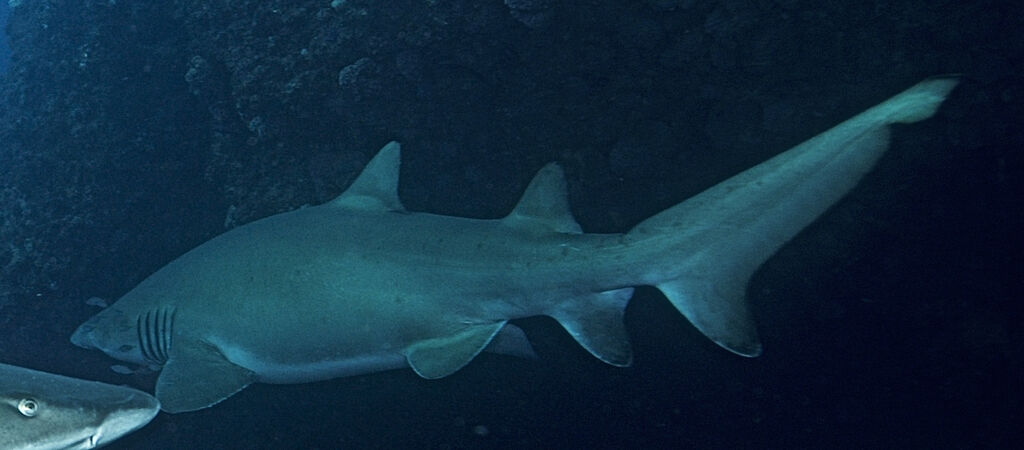 d59777b4-9399-4696-9fce-57b28639b76e