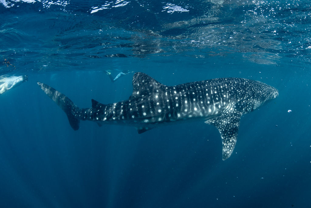 2c9fef08-4e94-43c4-b615-11e0ed0114a1