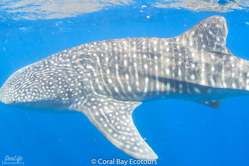 593a0a0e-d11c-481b-8914-b1169ead010c