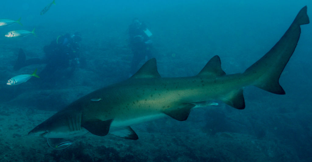 d4a960f8-d018-46d3-9fd6-4ac1a8eb77ad