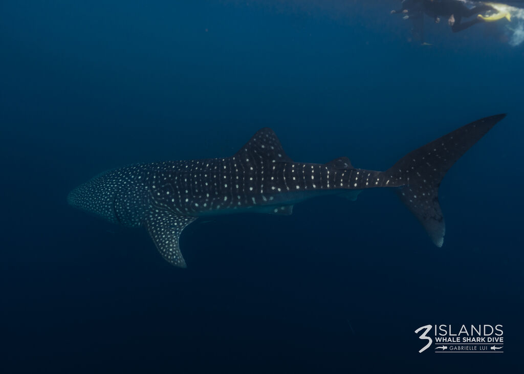 d6545596-3cef-4e1b-9554-22a3d88fdf3a