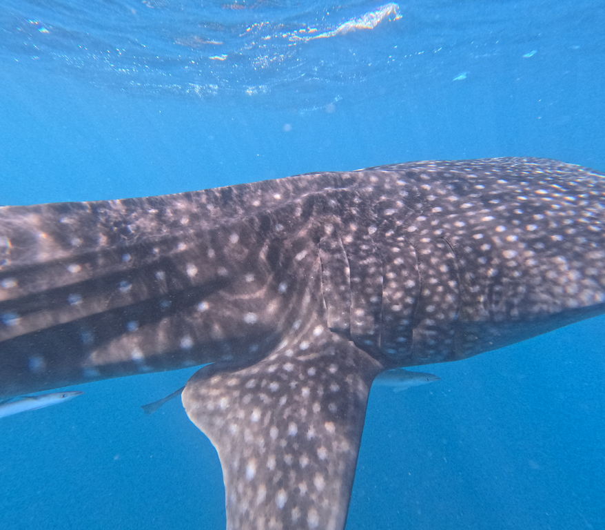 67a76048-8305-494d-b556-e8d018ea4899