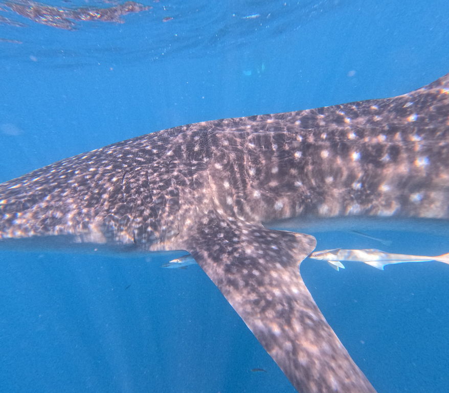 67a76048-8305-494d-b556-e8d018ea4899