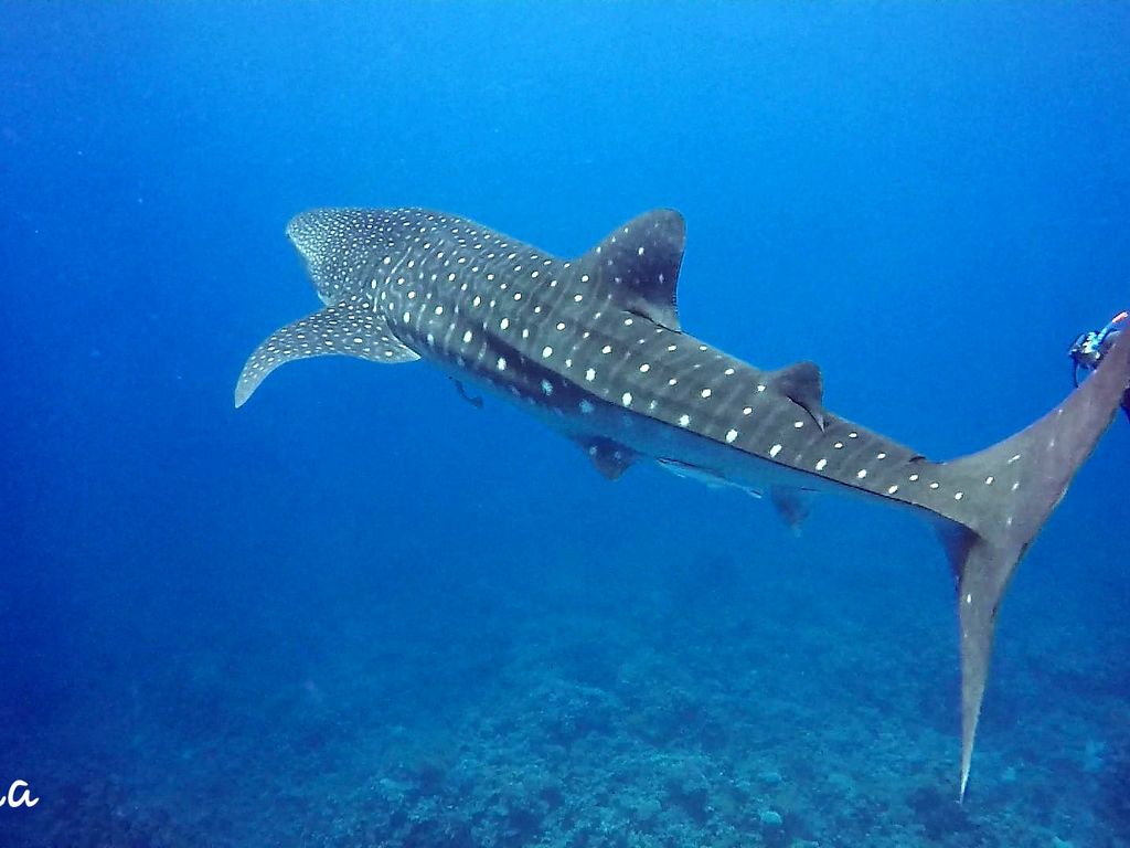 2d2f2fda-a71d-49ee-9c07-ed86159065b9