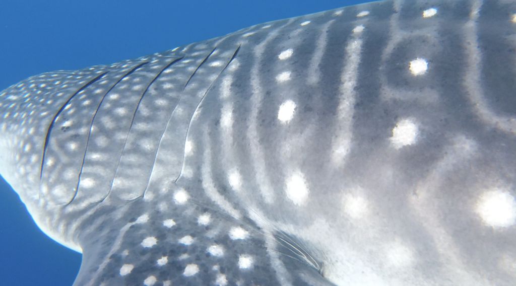 4f5a86e8-b73d-41c0-a706-8f90f04c4922