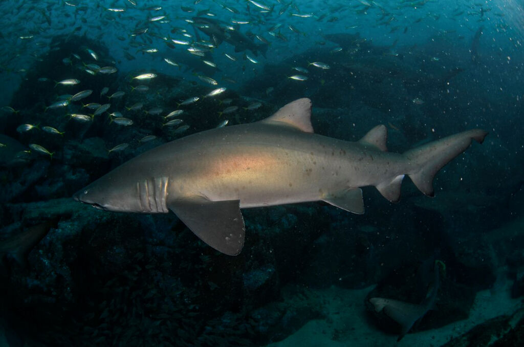 713bcc07-ca2f-493d-9829-a40e850a803d