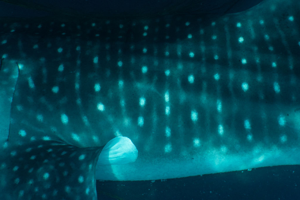 baadcf73-d8ee-492d-a8fc-f875ce42a1c8