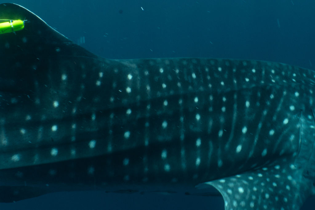 baadcf73-d8ee-492d-a8fc-f875ce42a1c8