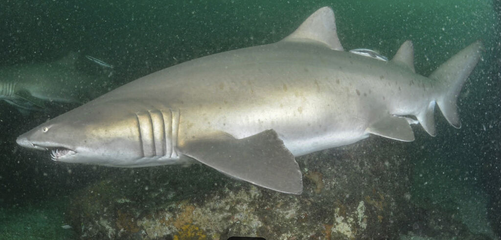 a5345245-842c-4da9-b3d0-be82f33e3660