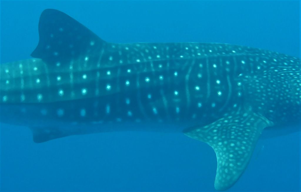 8d2a3494-ac21-485d-9570-bee3d424edd4