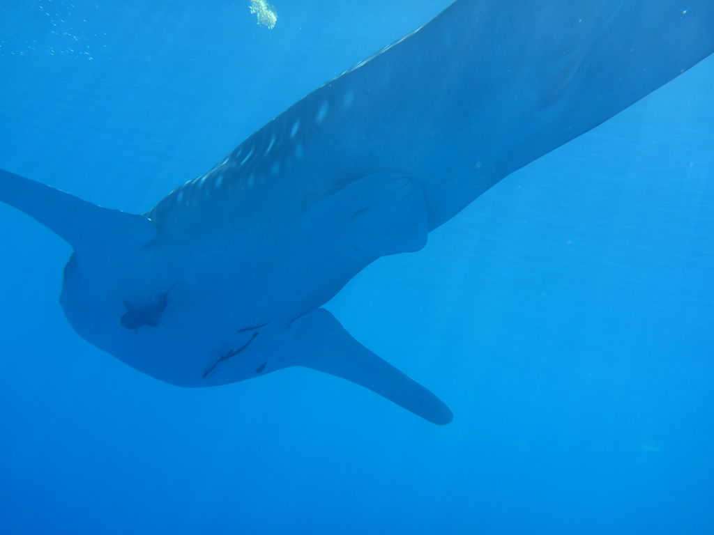 8d2a3494-ac21-485d-9570-bee3d424edd4