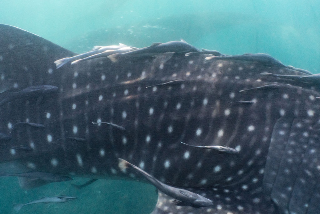 45594aa2-04bd-4a0b-9919-f27f2836024f