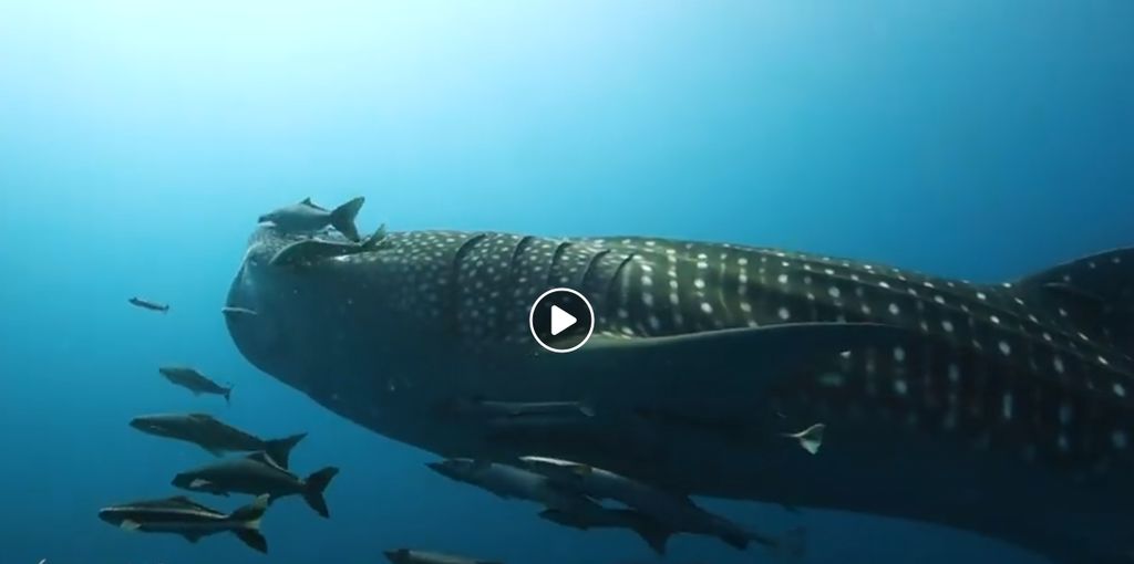 9cf4ed2e-18fc-4760-b0b9-2a897aa048b0