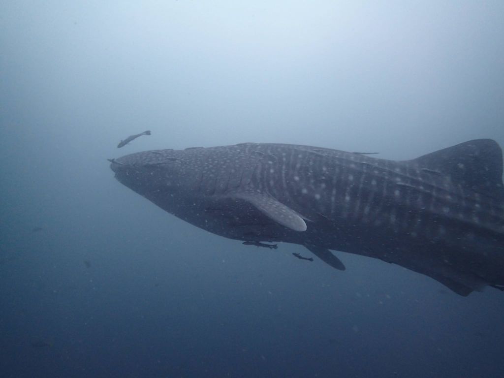 c51af935-f29d-4c76-9762-cf68edbd4b42