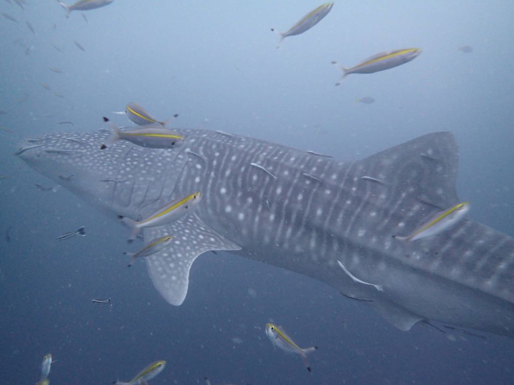 c51af935-f29d-4c76-9762-cf68edbd4b42