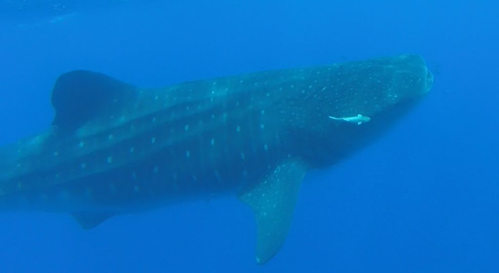 a77e9ab4-eddd-4a97-961f-2d6875501b24