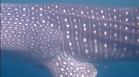 6beb0e79-5eaf-46bd-bbaf-de2469d02914