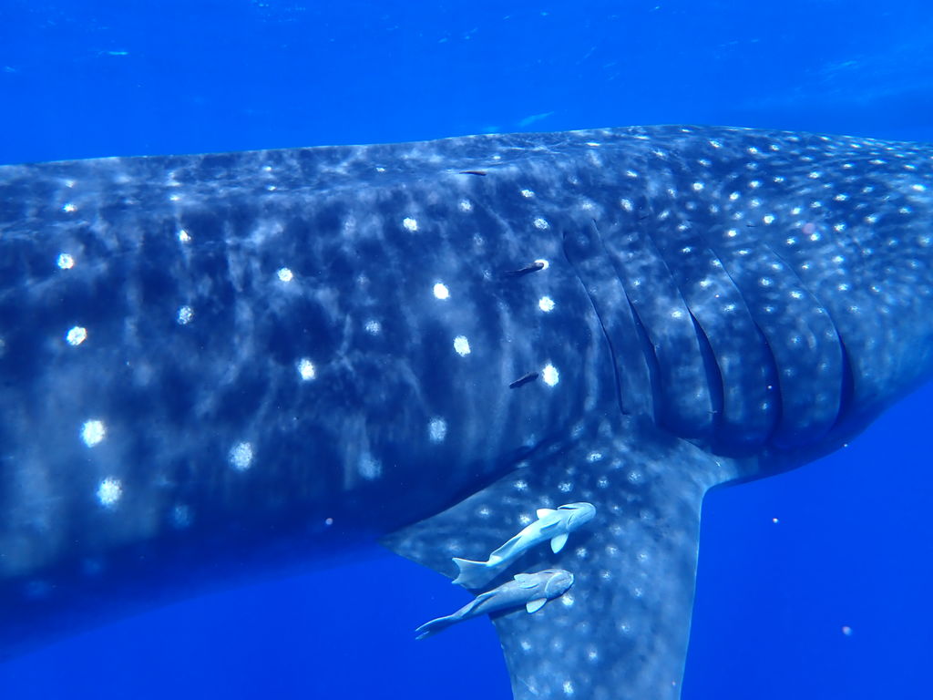 2c5f497a-eb27-4ed9-a1db-bfcc6044be9d