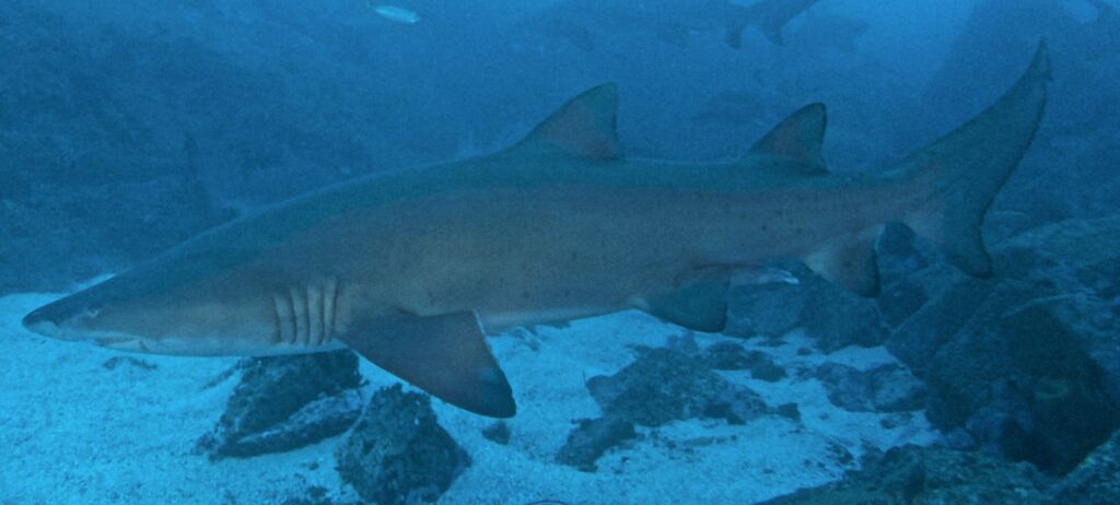 52899f98-9435-4815-aef9-5955ac9c261f