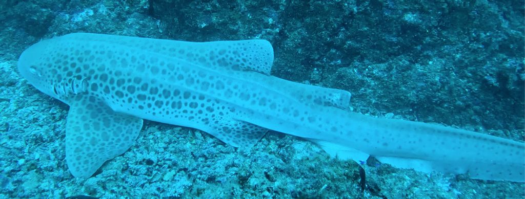 59de77e1-3dc2-4056-a7bf-036614ed0b46