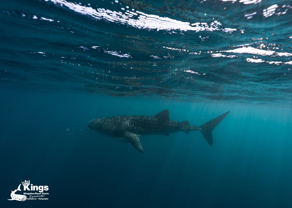 182162e9-8de5-4034-824b-023c3e054617