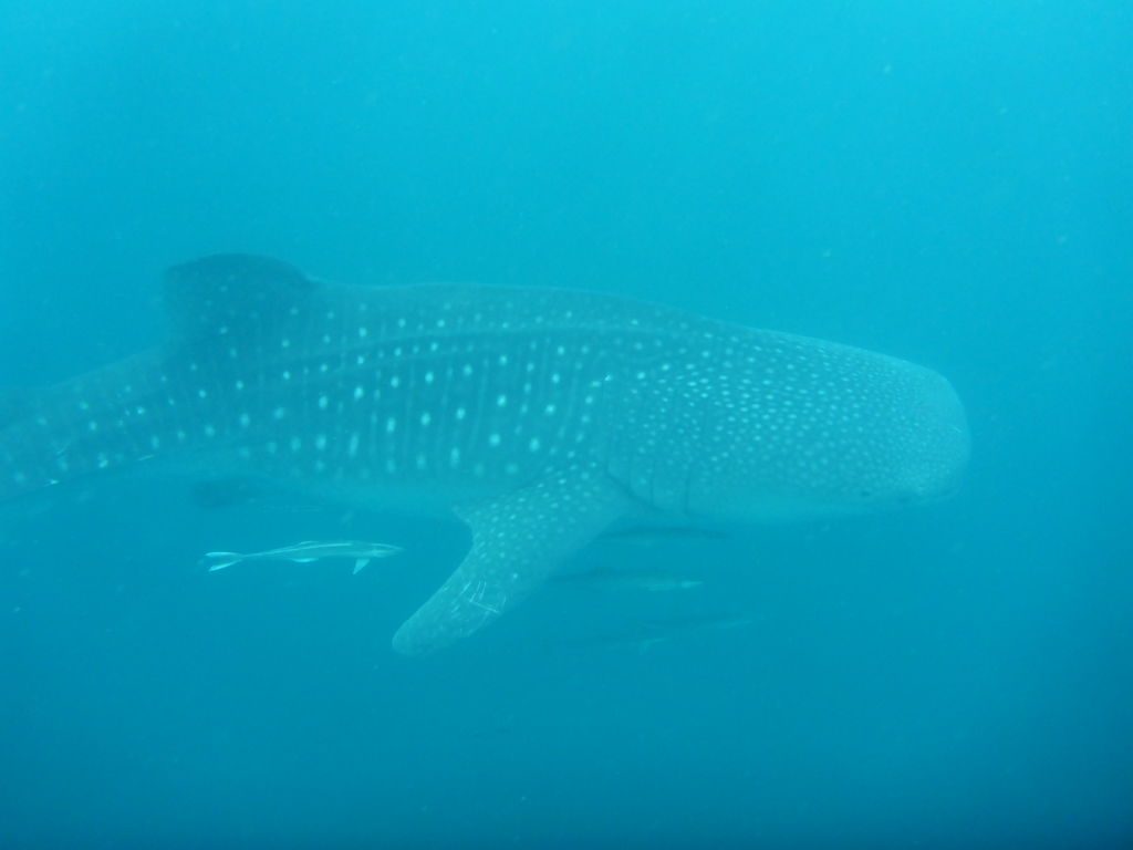 eed37155-bbae-426f-8d7e-40f2ebabf2f6